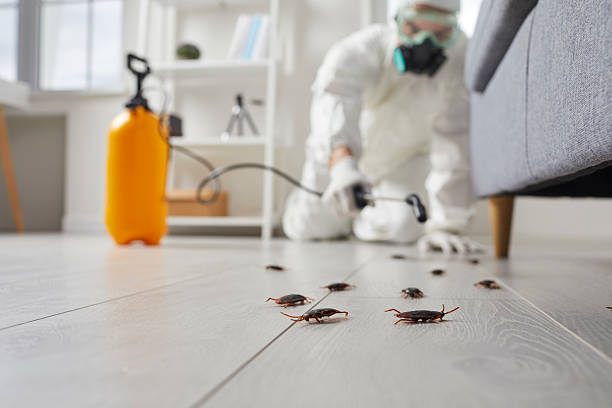 Trusted Rodent Control service in Richmond Heights, OH - Nex Pest Control